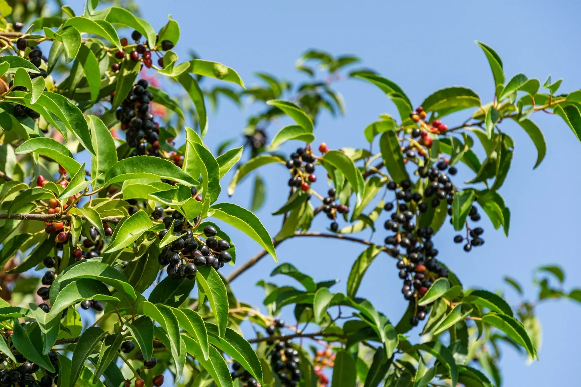 Kirschlorbeer-Zweig mit schwarzen Beeren